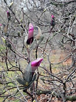 Pink Magnolia Bud Blossoms during April in the FingerLakes photo