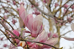 pink magnolia buds close up across the blooming flowers Spring natural background. Romantic elegant gentle background