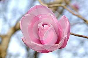 Pink magnolia 'Charles Raffill' in flower