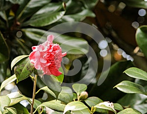 Pink magnolia in chinese garden