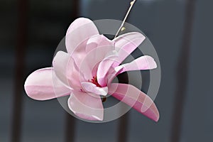 Pink magnolia closeup - Magnolia soulangeana