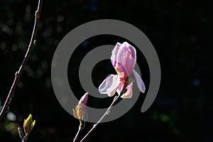 Pink magnolia on a dark background photo