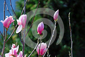 Pink magnolia on a dark background, photo