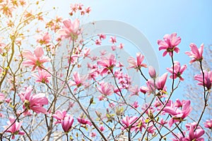 Pink magnolia flower.