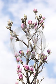 Pink magnolia flower.