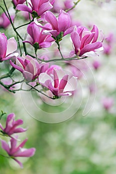 Pink magnolia flower on branch