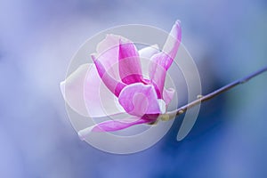 Pink magnolia flower on branch