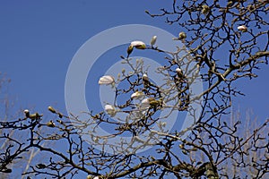 Pink magnolia flower branches in spring season macro shot, bloss