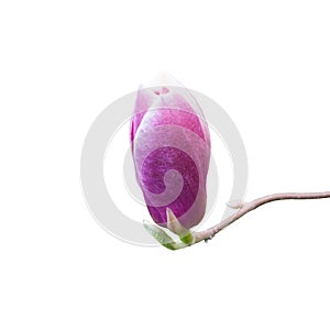 Pink magnolia flower bud. Close up, isolated on white background