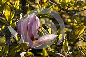 pink magnolia flower bud