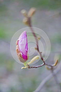 Pink magnolia flower bud in spring park