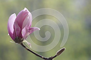 A pink magnolia flower illuminated by the sun