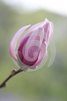 A pink magnolia flower illuminated by the sun