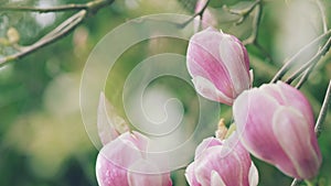 Pink Magnolia Flower Illuminated By The Sun. Pink Chinese Or Saucer Magnolia Flowers.