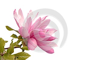 Pink magnolia flower isolated white