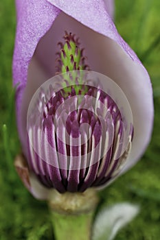 Pink Magnolia flower pod in close up macro view