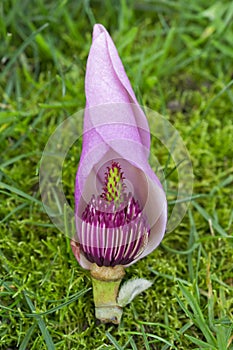 Pink Magnolia flower pod in close up macro view on grass