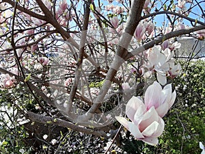 Pink Magnolia flower tree in full bloom during springtime