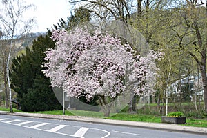 pink magnolia flower tree at the roadside
