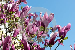 Pink magnolia flowers