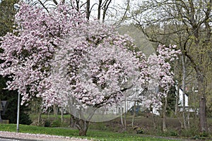 pink magnolia flowers all over the tree
