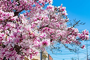 Pink Magnolia Flowers along the Sidewalk in Astoria Queens New York during Spring