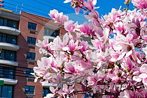 Pink Magnolia Flowers along the Sidewalk in Astoria Queens New York during Spring