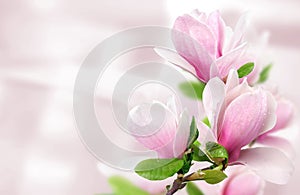 Pink magnolia flowers background template