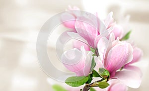 Pink magnolia flowers background template
