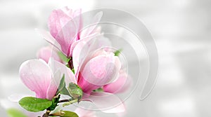 pink magnolia flowers background template