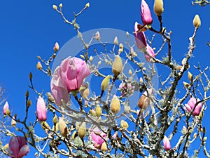 Pink magnolia flowers bloom in springtime on blue sky background