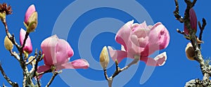 Pink magnolia flowers bloom in springtime on blue sky background