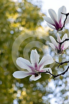 Pink magnolia flowers blooming against a green background in spring