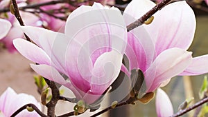 Pink magnolia flowers blooming on magnolia tree branches.Magnolia soulangeana