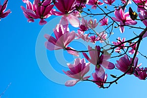 Pink magnolia flowers blooming on magnolia tree branches Magnolia soulangeana