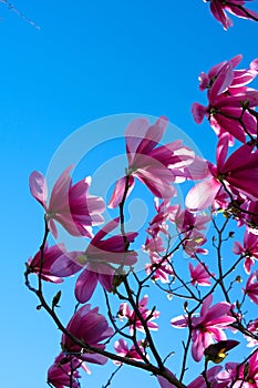 Pink magnolia flowers blooming on magnolia tree branches Magnolia soulangeana