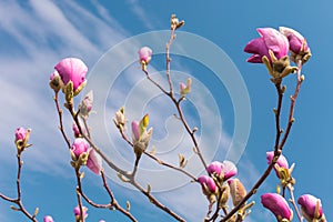 Pink magnolia flowers. Blooming magnolia tree in the spring against blue sky.