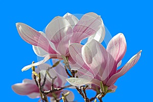 Pink magnolia flowers on blue sky background.