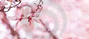 Pink Magnolia Flowers on Branch Over Blurred Background Widescreen Horizontal with Copy Space
