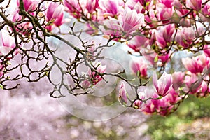 Pink magnolia photo