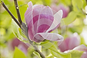 Pink magnolia flowers close-up