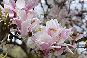 pink magnolia flowers, detail