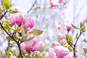 Pink magnolia flowers. Flower bud on a tree branch in the garden.