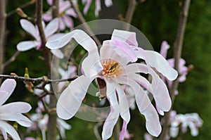 Pink magnolia flowers in garden.Flowering Magnolia Tree Magnolia loebneri Leonard Messel