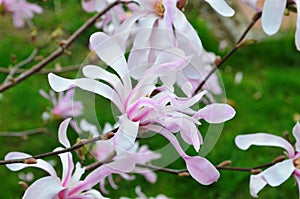 Pink magnolia flowers in garden.Flowering Magnolia Tree Magnolia loebneri Leonard Messel