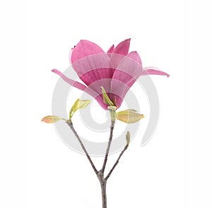 Pink magnolia flowers isolated