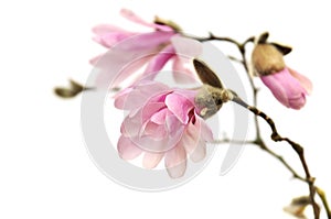 Rosa magnolien Blumen auf weiß 