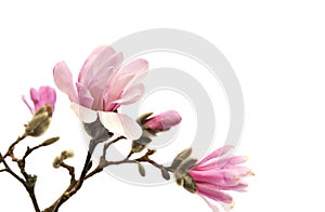 Rosa magnolien Blumen auf weiß 