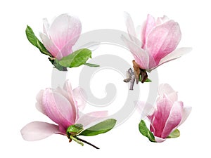 Pink magnolia flowers isolated on white background