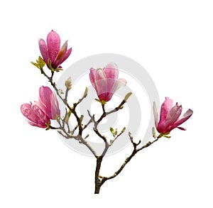 Pink magnolia flowers isolated photo